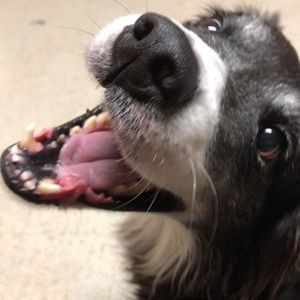 Meet your Posher, Max